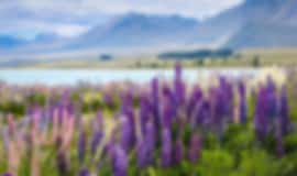 Friends Holiday: 10 Nights In Auckland, Lake Tekapo, Rotorua, Queenstown And Auckland Airport