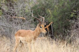 South Africa 2 Nights 3 Days Luxury Classic Safari Route Itinerary
