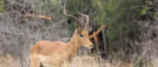 South Africa 2 Nights 3 Days Honeymoon Classic Safari Route Itinerary