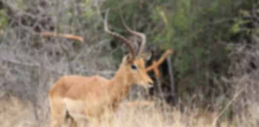 South Africa 3 Nights 4 Days Adventure Classic Safari Route Itinerary