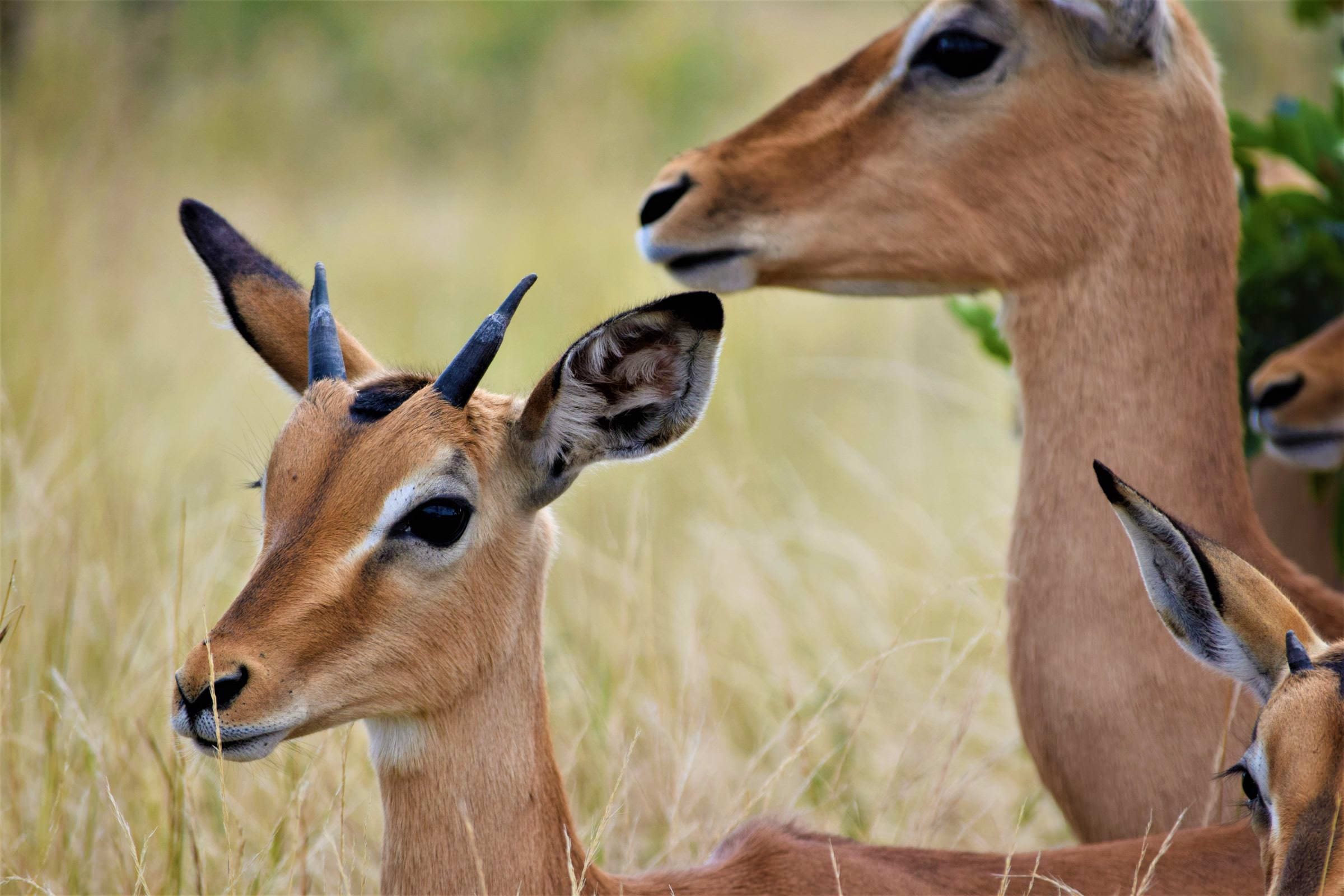 BannerImage