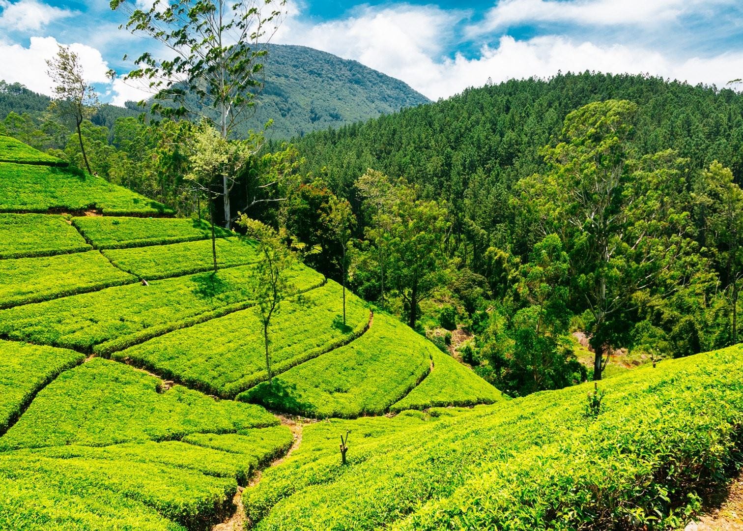 Transfer with Ramboda Falls, Bakth Hanuman Temple, Tea Factory and Gregory Lake (Enroute)