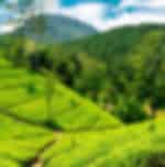 Transfer with Ramboda Falls, Bakth Hanuman Temple, Tea Factory and Gregory Lake (Enroute)