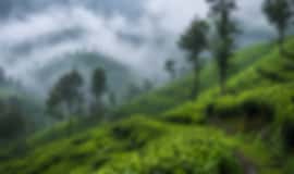 Couple Holiday: 5 Nights In Kandy, Nuwara Eliya And Bentota