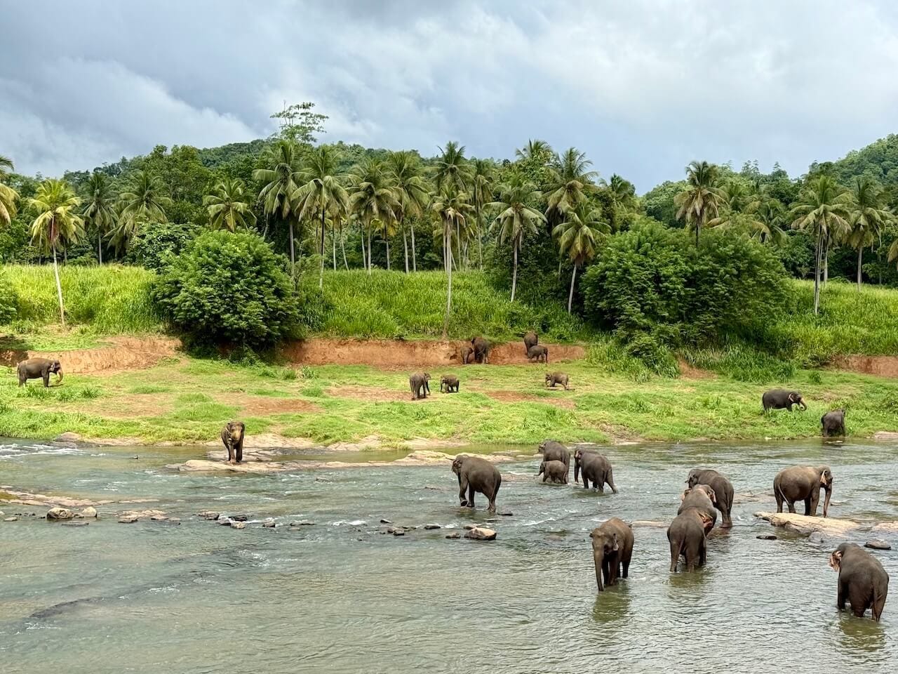 Transfer with Pinnawala Elephant Orphanage, Peradeniya Gardens and Temple of the Tooth Relic – A Scenic Cultural Escape
