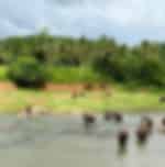 Transfer with Pinnawala Elephant Orphanage, Peradeniya Gardens and Temple of the Tooth Relic – A Scenic Cultural Escape