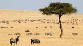 Kenya 8 Nights 9 Days Group Itinerary