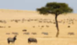 Couple Holiday: 4 Nights In Maasai Mara