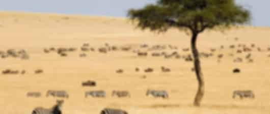Kenya 4 Nights 5 Days Budget Itinerary