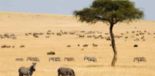 Kenya 8 Nights 9 Days Luxury Itinerary
