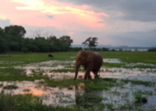 Astonishing 5 Days Hyderabad To Sri Lanka Tour Package
