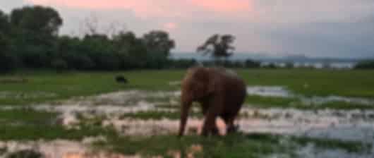 Impeccable 6 Days Sri Lanka Tour From Pune