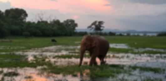 Miraculous 5 Days Sri Lanka Honeymoon Trip Package From Ahmedabad