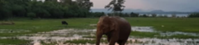 Family Holiday: 7 Nights In Yala, Dambulla, Kandy, Nuwara Eliya And Galle
