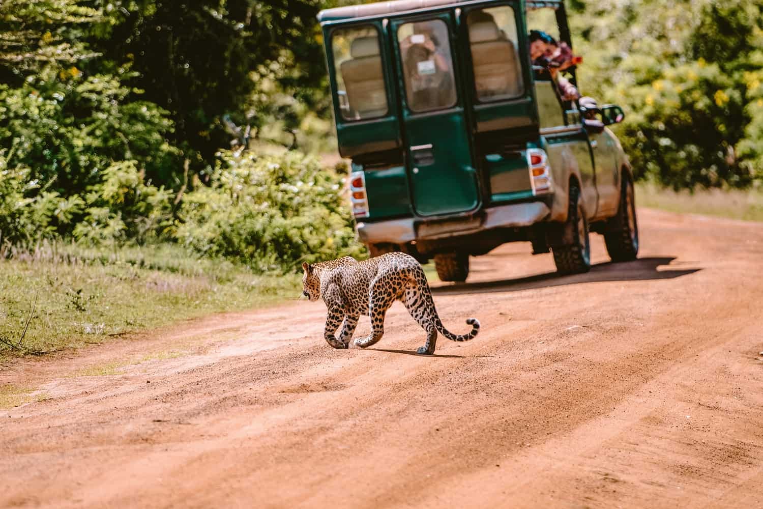 Yala National Park Full-Day Safari -  Entrance Ticket and Jeep Safari Included
