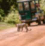 Yala National Park Full-Day Safari - Entrance Ticket and Jeep Safari Included