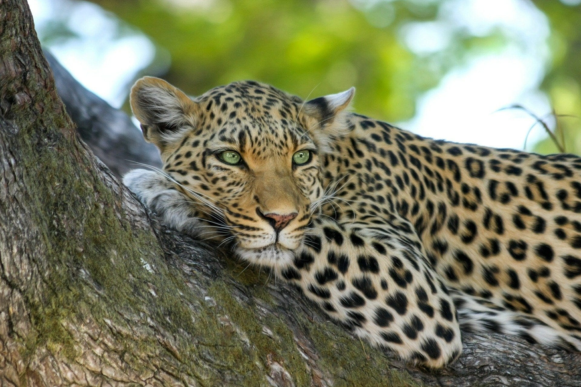 Yala National Park Full-Day Safari - Entrance Ticket and Jeep Safari Included