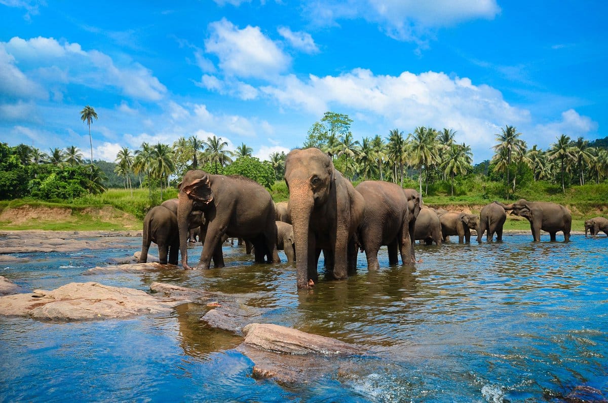 Memorable Transfer with Pinnawala Elephant Orphanage and Dambulla Cave Temple En-Route