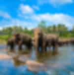 Memorable Transfer with Pinnawala Elephant Orphanage and Dambulla Cave Temple En-Route