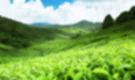 Family Escape: 4 Nights In Nuwara Eliya And Colombo