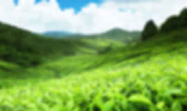 Couple Escape: 6 Nights In Nuwara Eliya, Bentota And Colombo