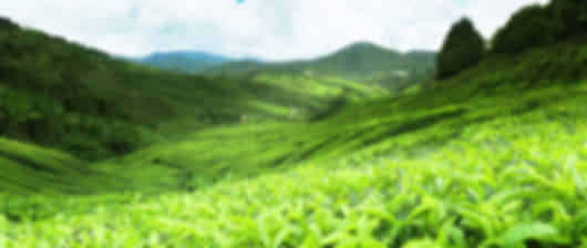 The Incredible 6 Night Srilanka Family Holiday Package