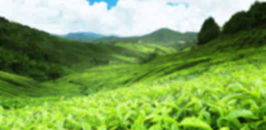 Charming 9 Days Sri Lanka Trip Package From Pune