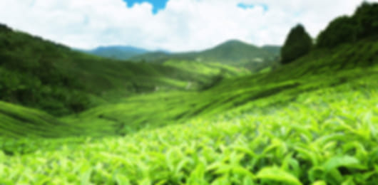 Charming 5 Day Sri Lanka Honeymoon Trip For People In Love