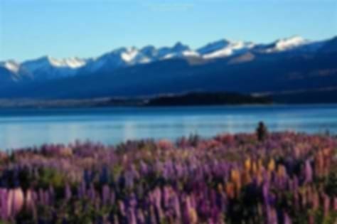 Beauty overloaded : A 14 day New Zealand itinerary