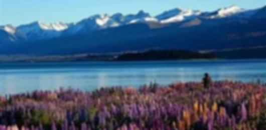 Wild Hearts in New zealand