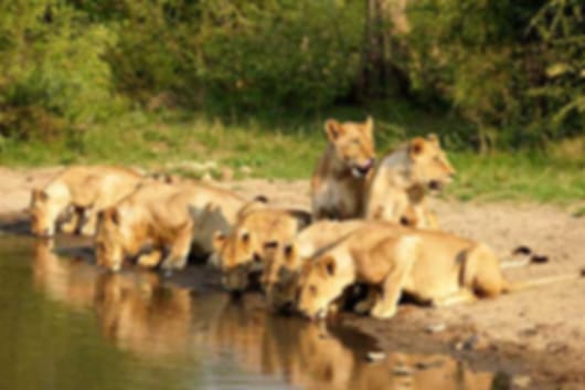 Kindling the beautiful in you : A perfect South Africa itinerary