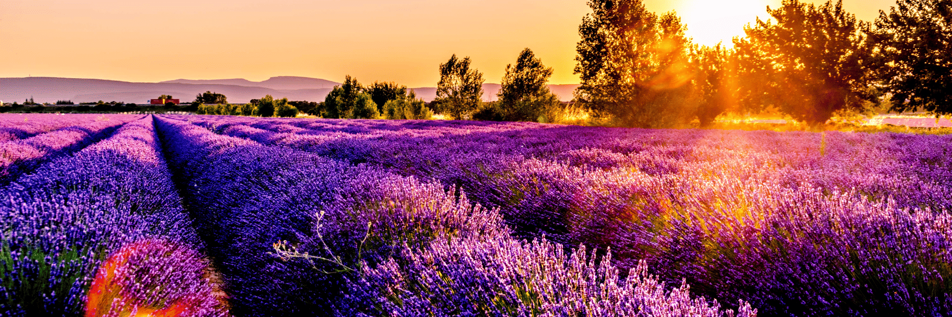 Nice Holiday Packages from USA