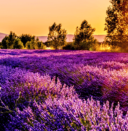 Nice Holiday Packages from USA