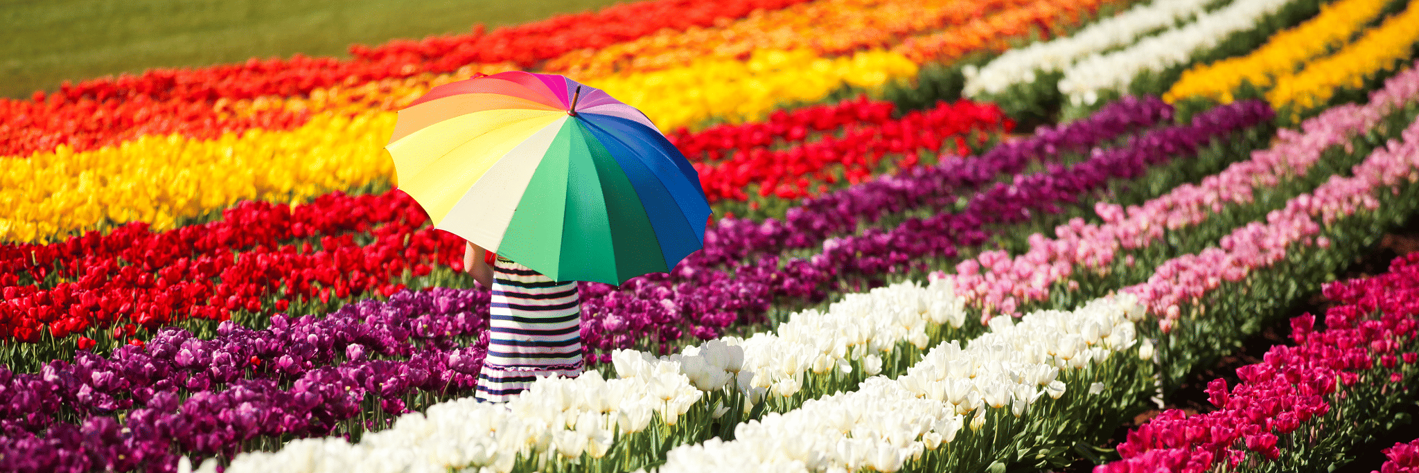 Tulip Festival Netherlands Tours Holiday Packages from USA