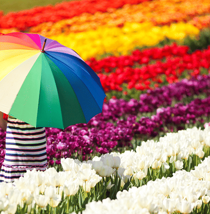 Tulip Festival Netherlands Tours Holiday Packages from USA