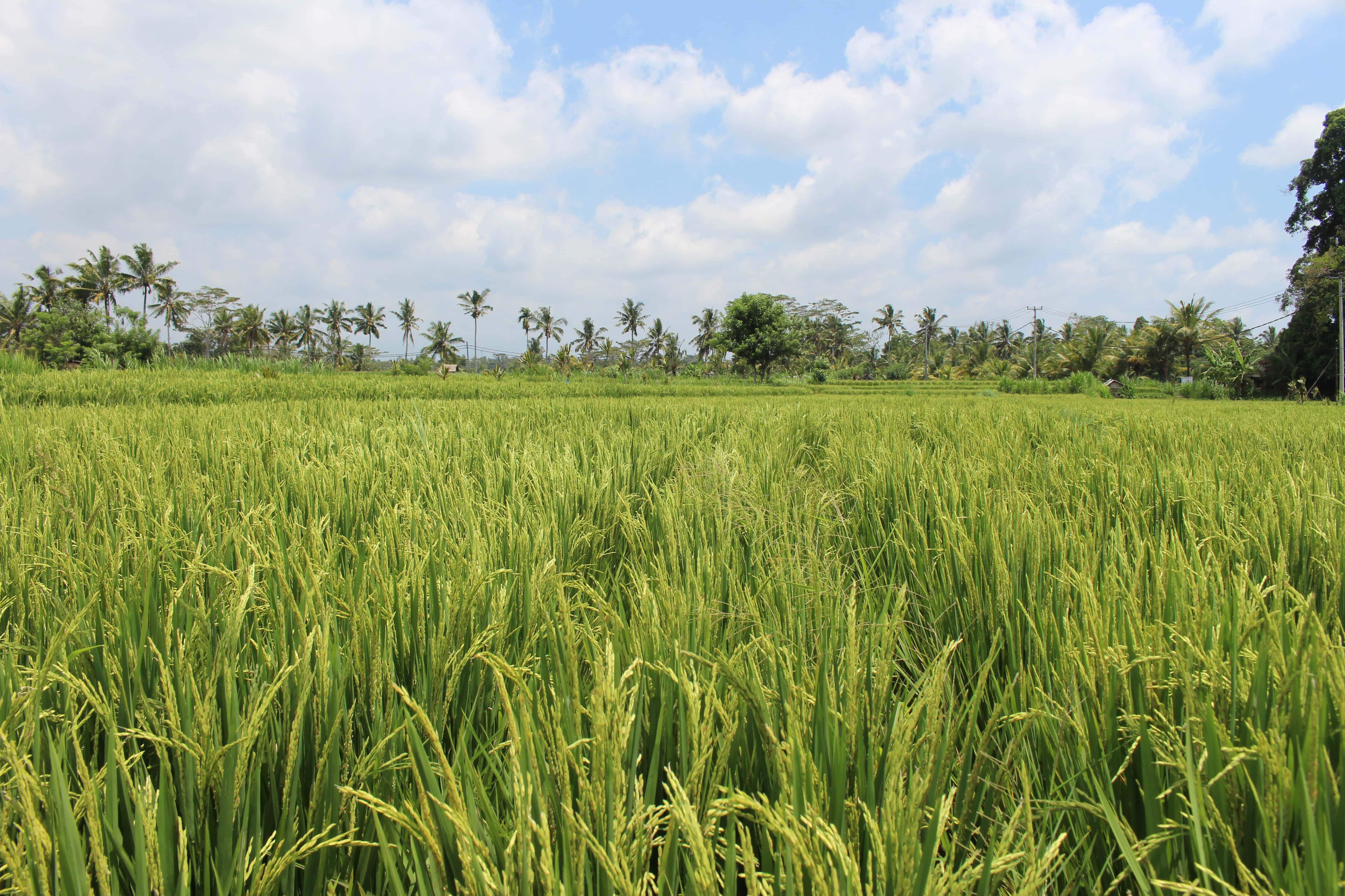 Manggis Tour Packages