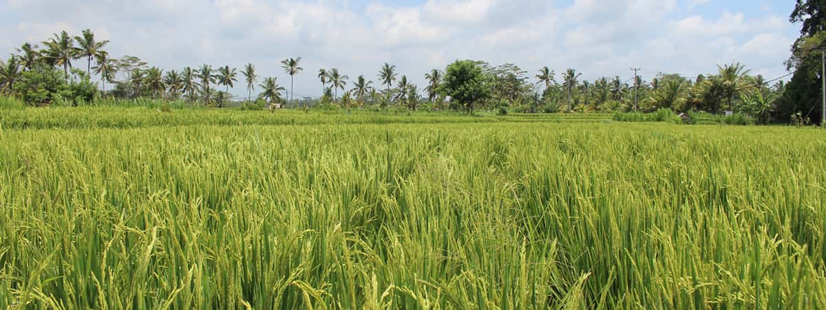 Manggis Tour Packages