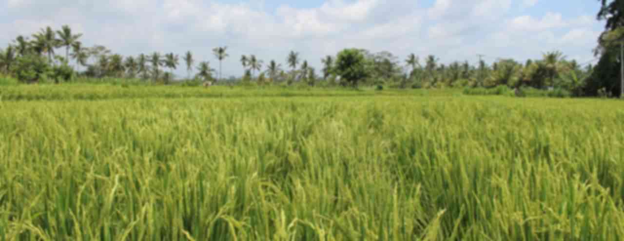 Manggis Tour Packages