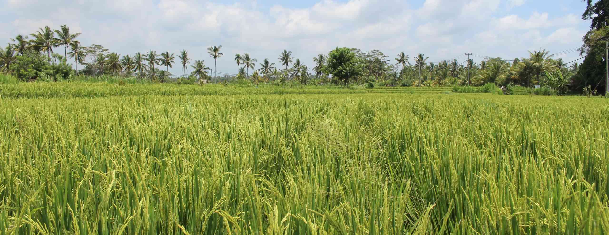 Manggis Bali Tour Packages