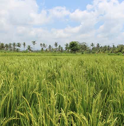 Manggis Tour Packages
