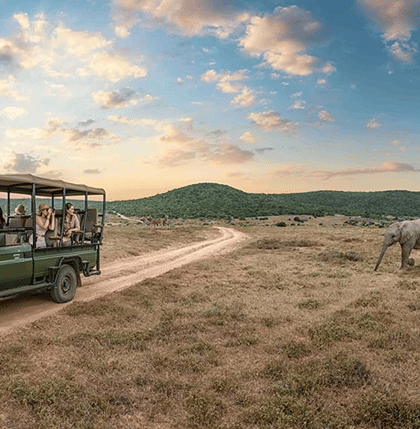 Wildlife Tours