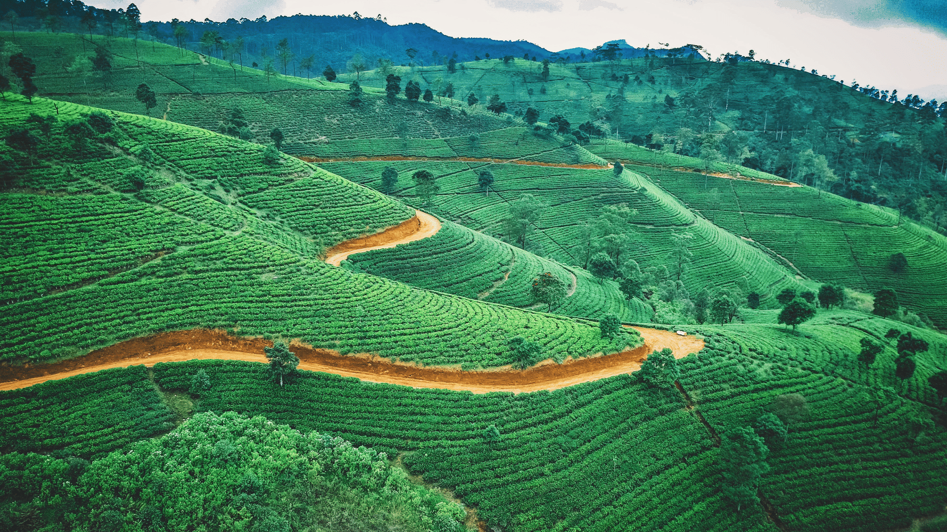 Sri Lanka Packages from Andaman