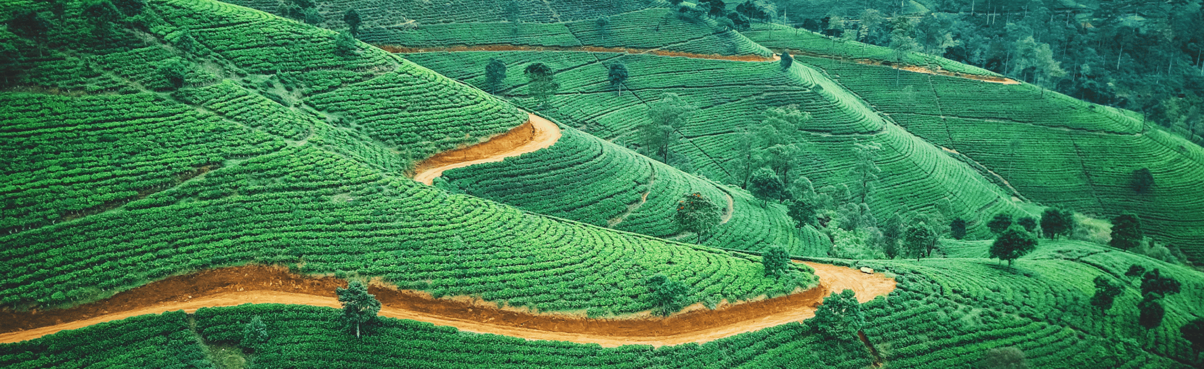 Sri Lanka Packages from Raipur