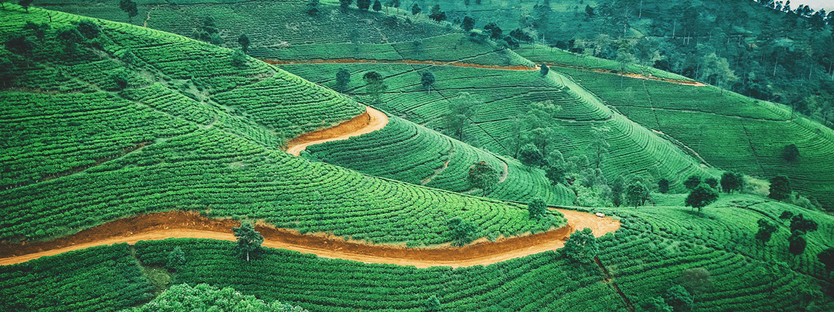Sri Lanka Packages from Raipur