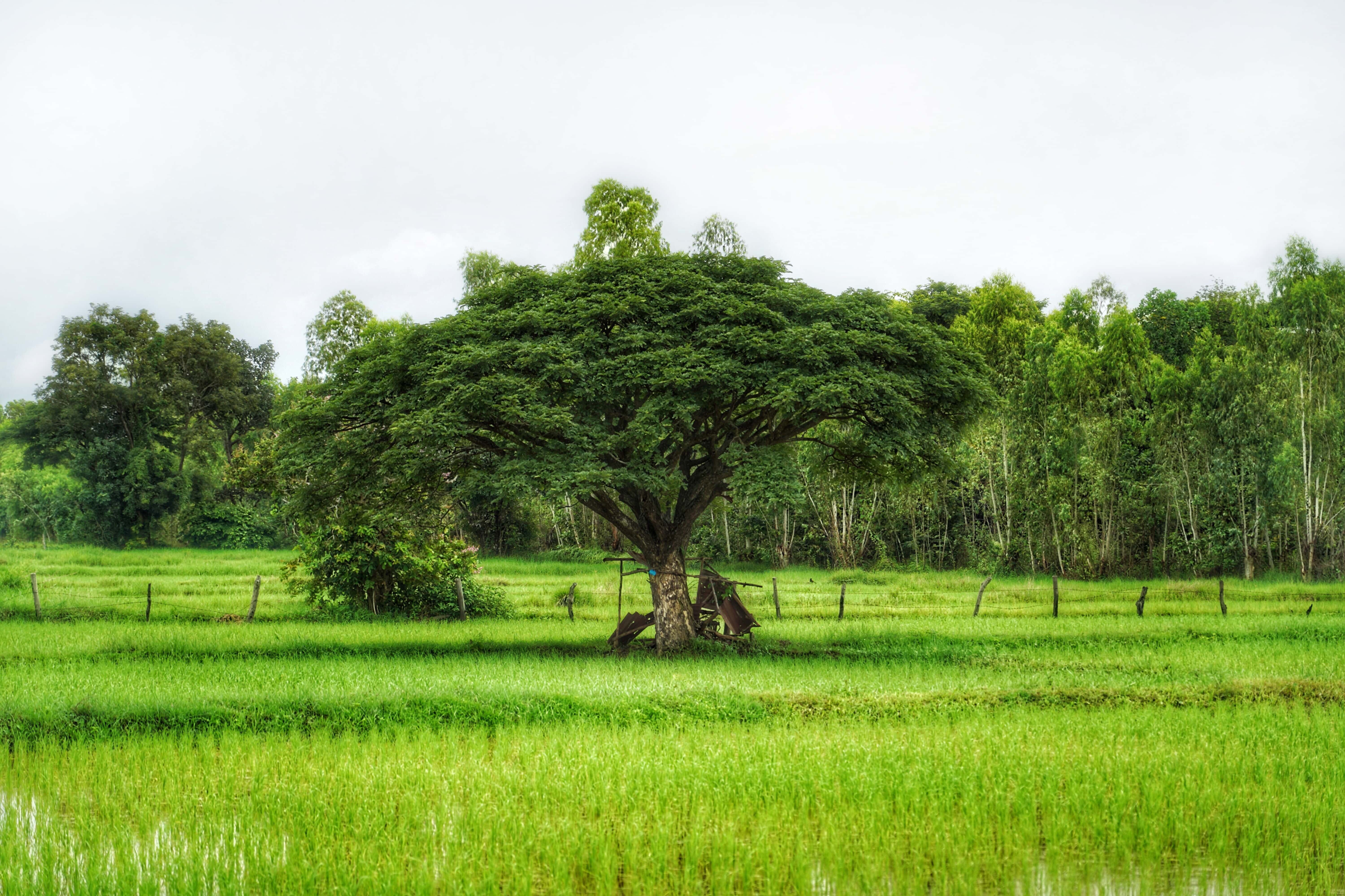 Udon Thani Tour Packages