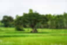 Udon Thani Tour Packages