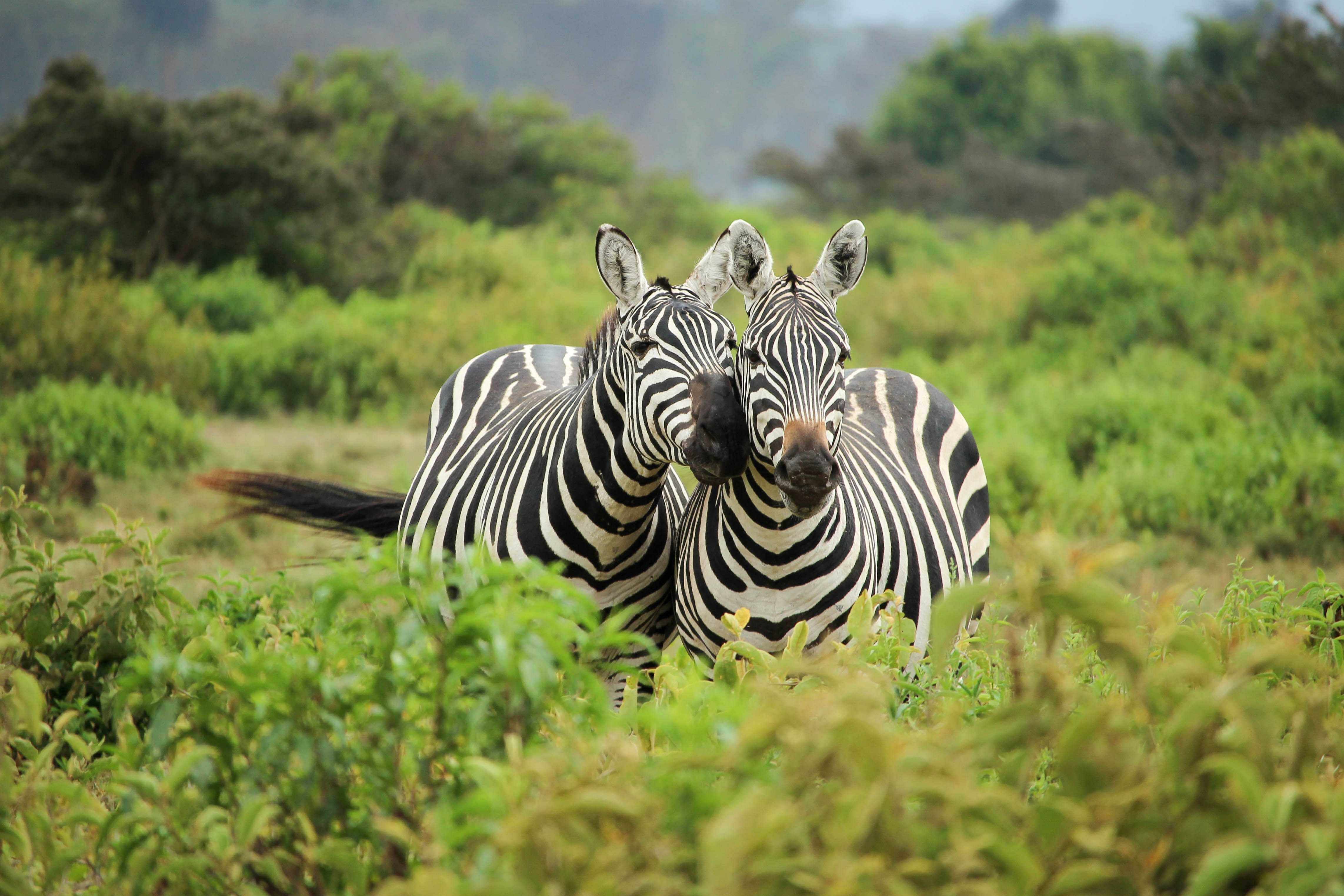 The Big Five of South Africa are the lion, leopard, rhino, cape buffalo and the elephant. Spot Zebras too!