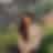 Sanjana Satish-Profile