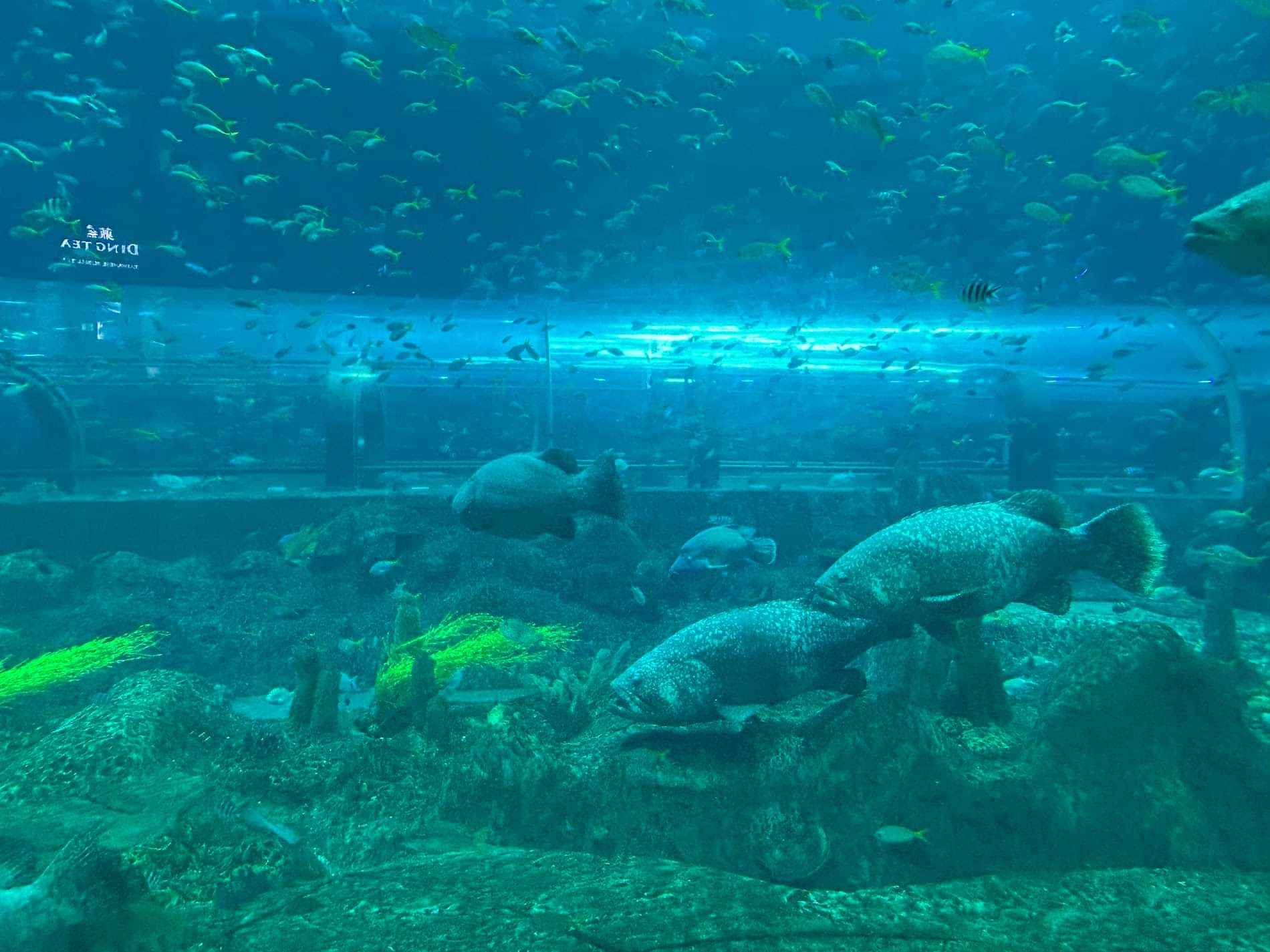 Mani Sandeep-testimonial-1