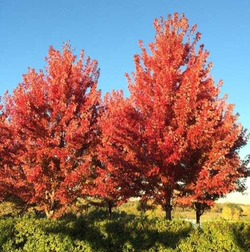 Varsha Dhavale-Profile